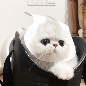 乙0Z0S肥婆重口另娄Z
